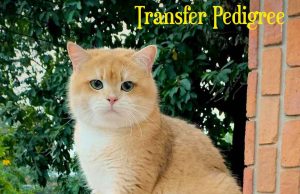 Alur Transfer Pedigree dari WCC Member