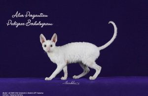 Alur Penggantian Pedigree WCF Berhologram