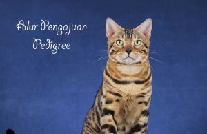 Alur Pengajuan Pedigree