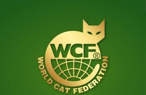 Mating Golden Cat dan Silver Cat